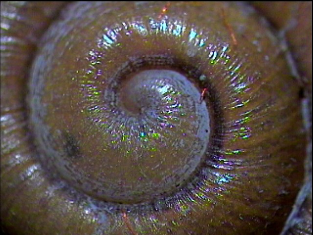 Chilostoma (Campylaea) planospira (Lamarck, 1822)